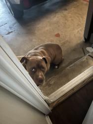 Found/Stray Unknown Dog last seen In my grge, Fort Worth, TX 76123