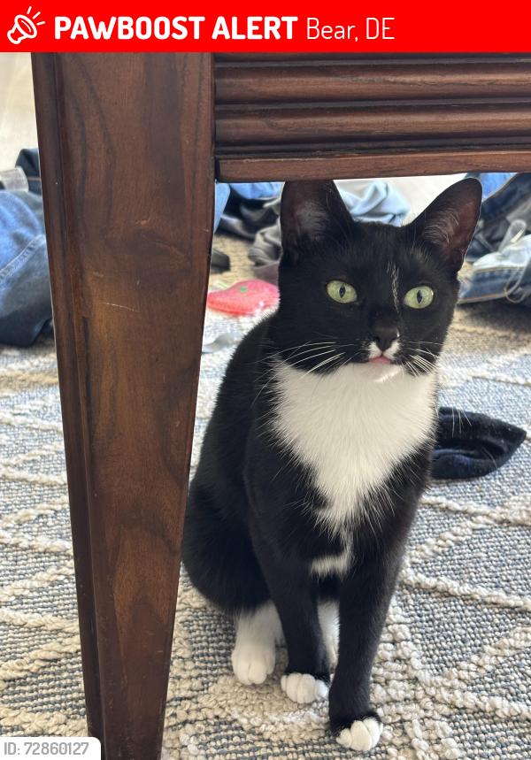 Lost Female Cat last seen Donna Marie Way, Bear, DE, Bear, DE 19701