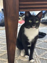 Lost Female Cat last seen Donna Marie Way, Bear, DE, Bear, DE 19701