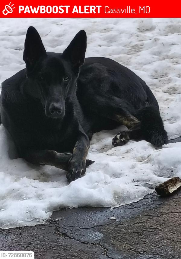 Lost Male Dog last seen Roaring River Park, Cassville, MO 65625