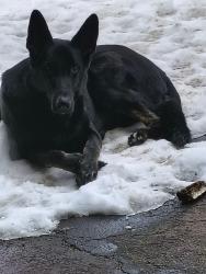 Lost Male Dog last seen Roaring River Park, Cassville, MO 65625