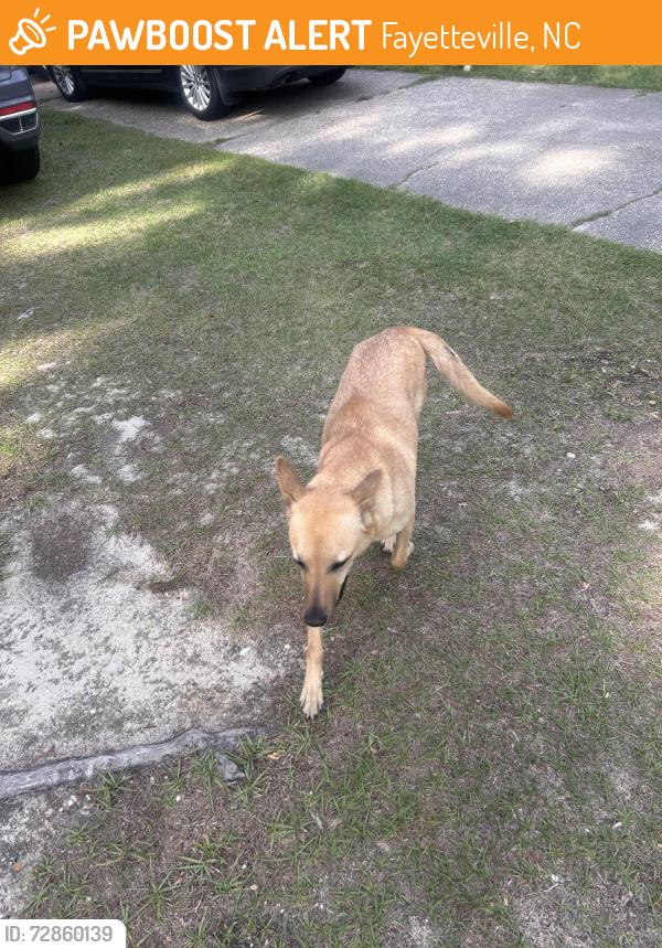 Found/Stray Unknown Dog last seen Sherrod Drive, Fayetteville, NC 28314