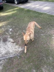 Found/Stray Unknown Dog last seen Sherrod Drive, Fayetteville, NC 28314