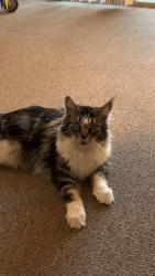 Lost Female Cat last seen Willow Senior , Lebanon, PA 17046
