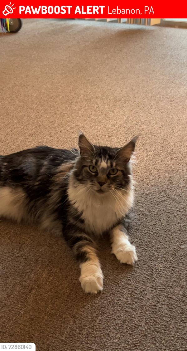 Lost Female Cat last seen Willow Senior , Lebanon, PA 17046