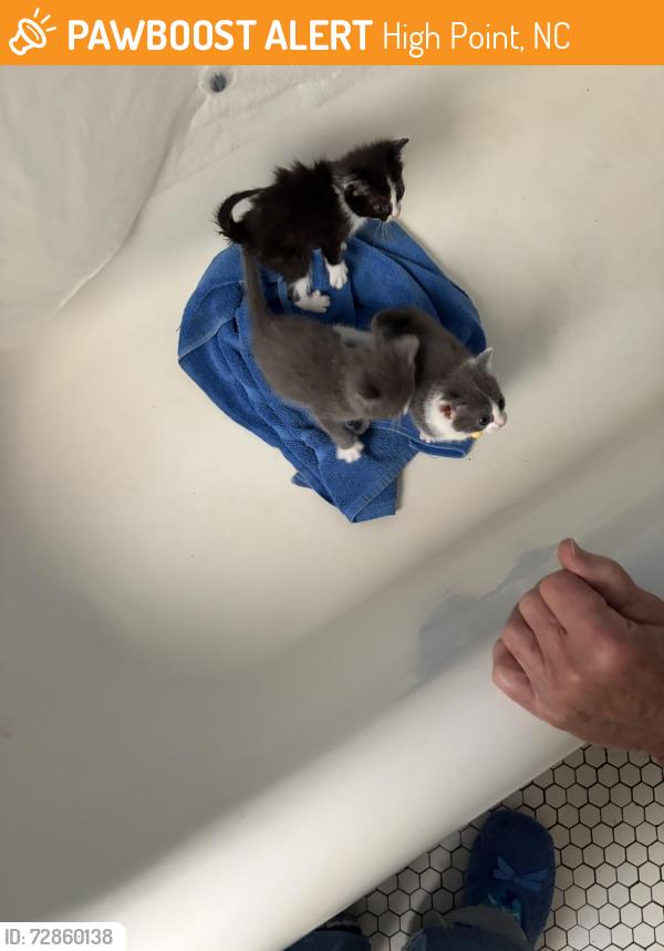 Found/Stray Unknown Cat last seen Woodrow Ave & Blain St, High Point, NC 27262