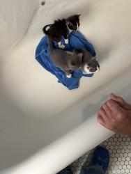 Found/Stray Unknown Cat last seen Woodrow Ave & Blain St, High Point, NC 27262
