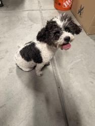 Found/Stray Unknown Dog last seen Decatur and Frias leaving my neighborhood , Las Vegas, NV 89141