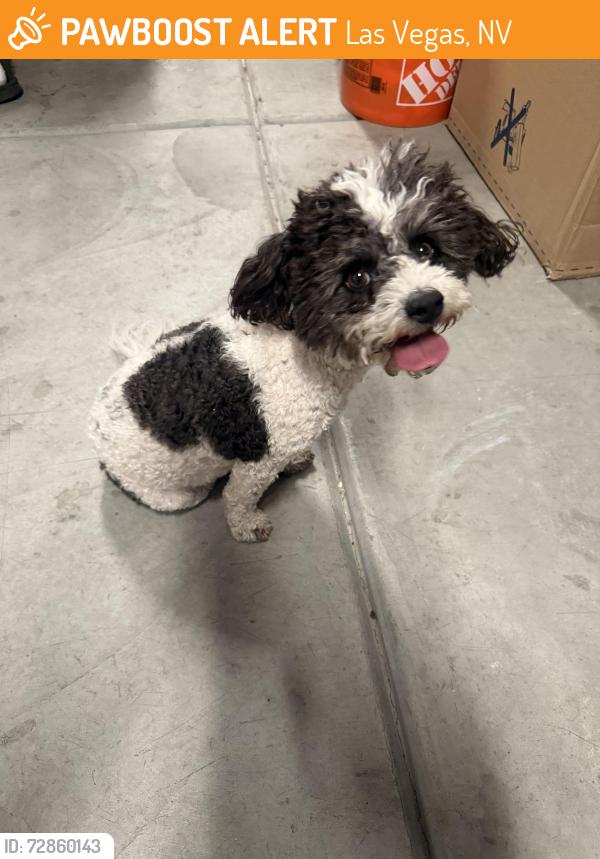 Found/Stray Unknown Dog last seen Decatur and Frias leaving my neighborhood , Las Vegas, NV 89141