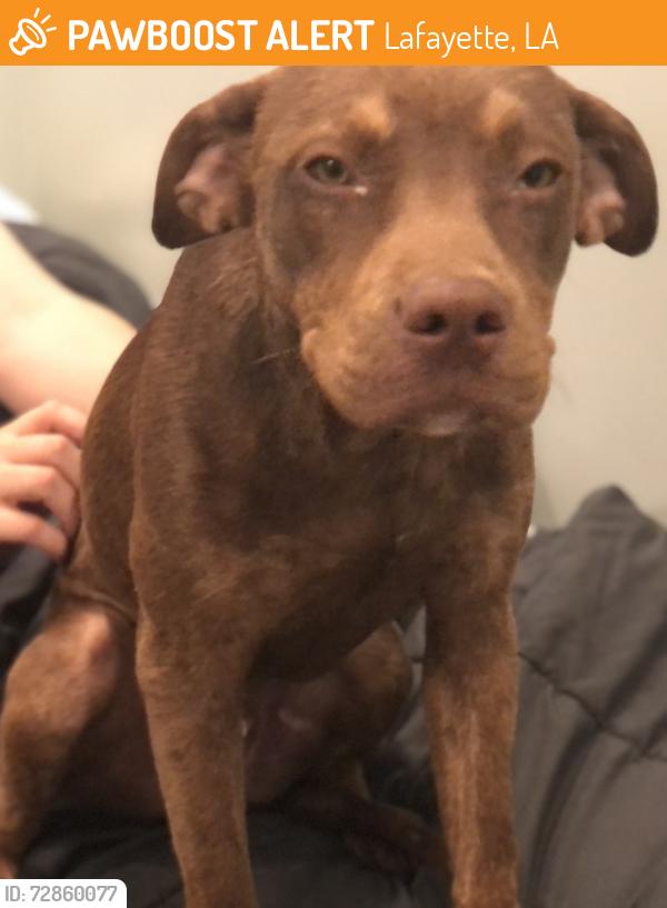 Found/Stray Male Dog last seen Little Verons , Lafayette, LA 70503