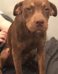 Found/Stray Male Dog last seen Little Verons , Lafayette, LA 70503