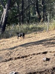 Found/Stray Unknown Dog last seen Marsh creek springs venue, Marsh Creek Springs, CA 94517