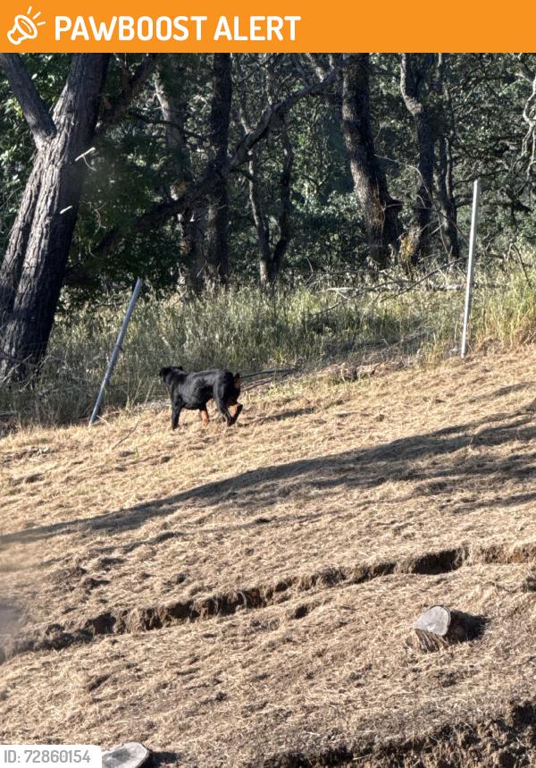 Found/Stray Unknown Dog last seen Marsh creek springs venue, Marsh Creek Springs, CA 94517