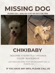 Lost Female Dog last seen Rorimer street, La Puente, CA 91744