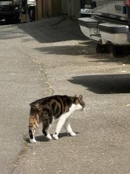 Found/Stray Unknown Cat last seen Walking by the s, Bellevue, WA 98008