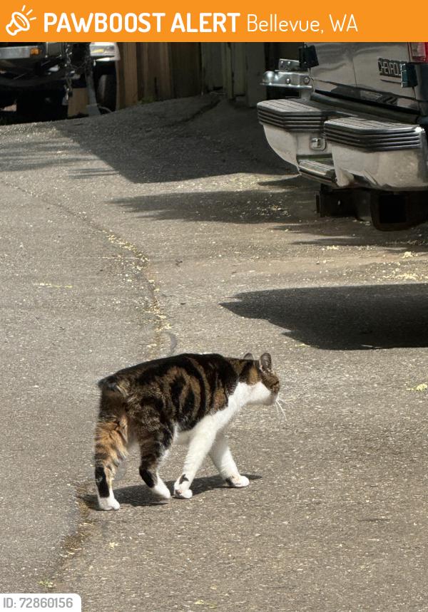 Found/Stray Unknown Cat last seen Walking by the s, Bellevue, WA 98008