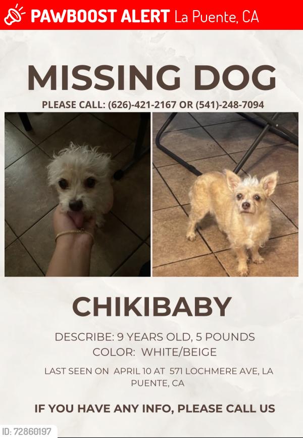 Lost Female Dog last seen Rorimer street, La Puente, CA 91744