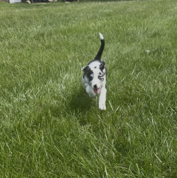 Reunited Male Dog last seen County Line and Stonehedge Dr E, Greenwood, IN 46142