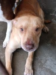 Shelter Stray Male Dog last seen Near BLOCK W JACKSON, San Bernardino, CA 92401