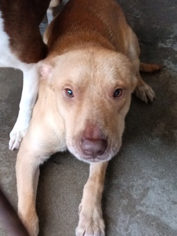 Shelter Stray Male Dog last seen Near BLOCK W JACKSON, San Bernardino, CA 92401