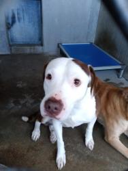 Shelter Stray Male Dog last seen Near BLOCK W JACKSON, San Bernardino, CA 92401