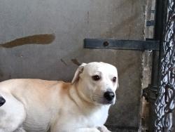 Shelter Stray Male Dog last seen Near BLOCK W JACKSON, San Bernardino, CA 92401