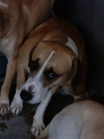 Shelter Stray Male Dog last seen Near BLOCK W JACKSON, San Bernardino, CA 92401