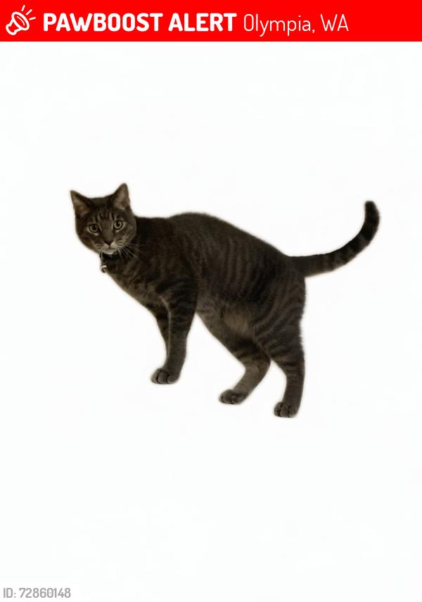 Lost Male Cat last seen Black Lake Elementary School, Olympia, WA 98512