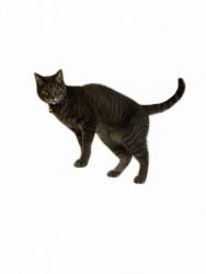 Lost Male Cat last seen Black Lake Elementary School, Olympia, WA 98512