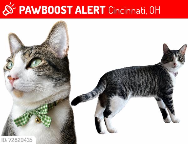 Lost Male Cat last seen Kroger Ave , Cincinnati, OH 45226