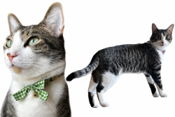 Lost Male Cat last seen Kroger Ave , Cincinnati, OH 45226