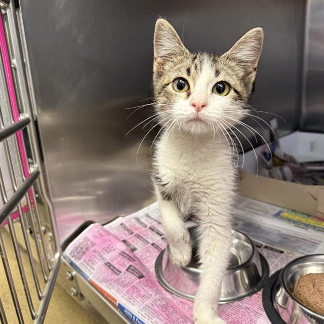 Shelter Stray Unknown Cat last seen VILLARET, San Antonio, TX 78227