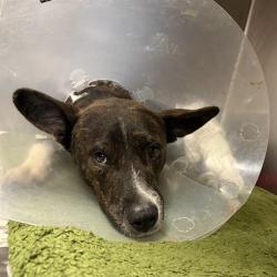 Shelter Stray Male Dog last seen Near BLOCK W COMMERCE, San Antonio, TX 78227