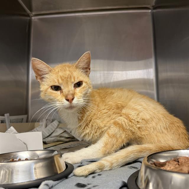 Shelter Stray Female Cat last seen Near BLOCK ATHEL, San Antonio, TX 78227