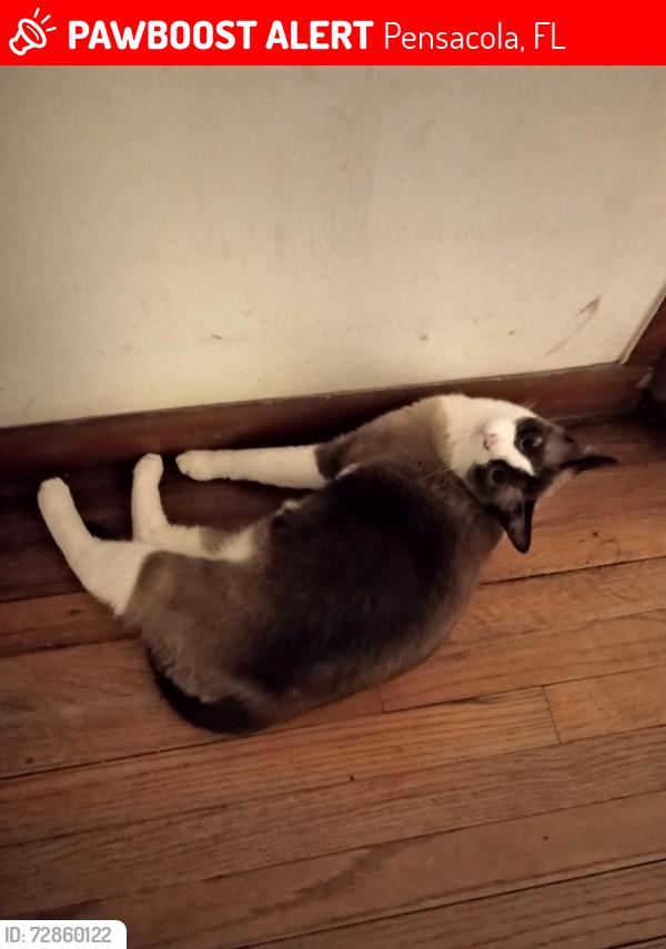 Lost Male Cat last seen Ferry Pass, Pensacola, FL 32514