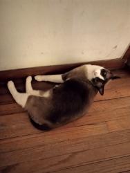 Lost Male Cat last seen Ferry Pass, Pensacola, FL 32514