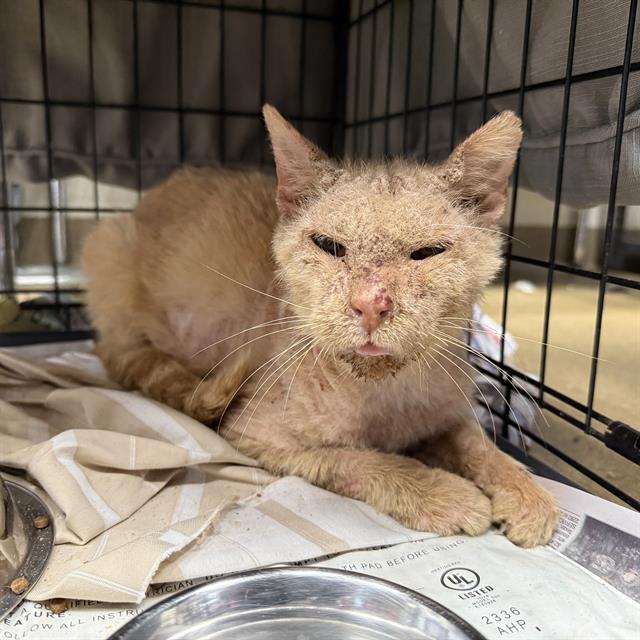 Shelter Stray Male Cat last seen Near BLOCK GUADALUPE, San Antonio, TX 78227