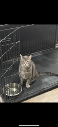 Lost Male Cat last seen Berkshire and tujunga ave , Bakersfield, CA 93313