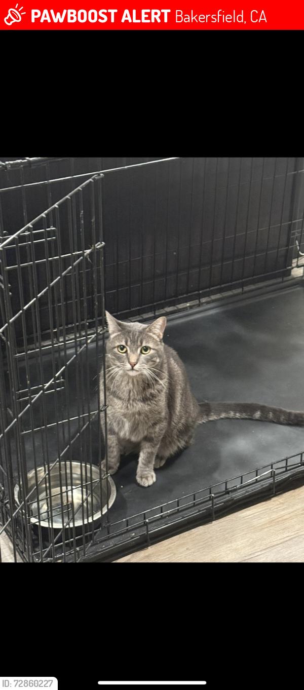 Lost Male Cat last seen Berkshire and tujunga ave , Bakersfield, CA 93313