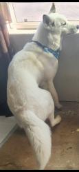 Lost Female Dog last seen L street or surrounding areas in Barstow Heights , Barstow, CA 92311