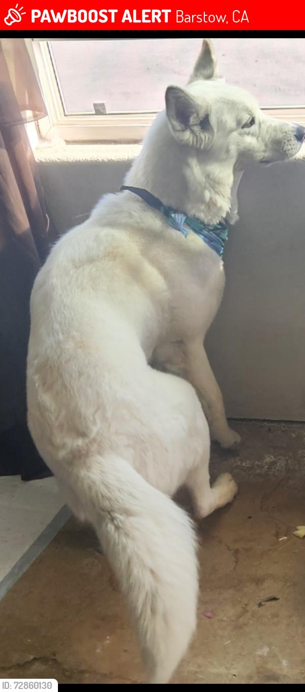 Lost Female Dog last seen L street or surrounding areas in Barstow Heights , Barstow, CA 92311