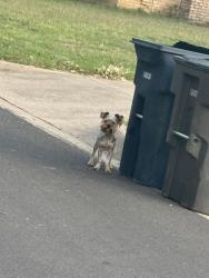 Found/Stray Unknown Dog last seen Applewood road and creekmoore , Fort Worth, TX 76133