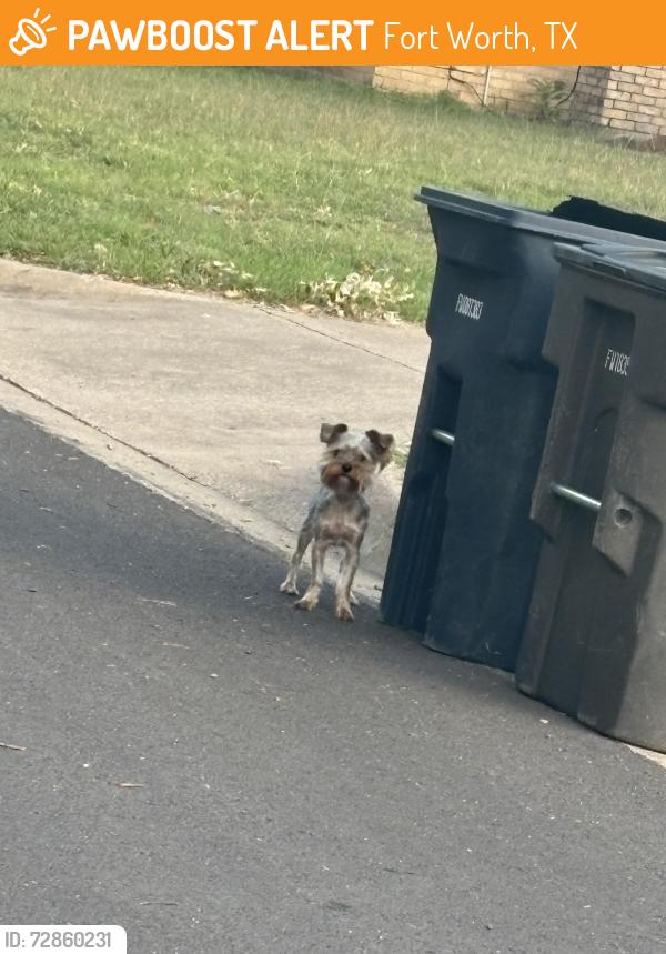 Found/Stray Unknown Dog last seen Applewood road and creekmoore , Fort Worth, TX 76133