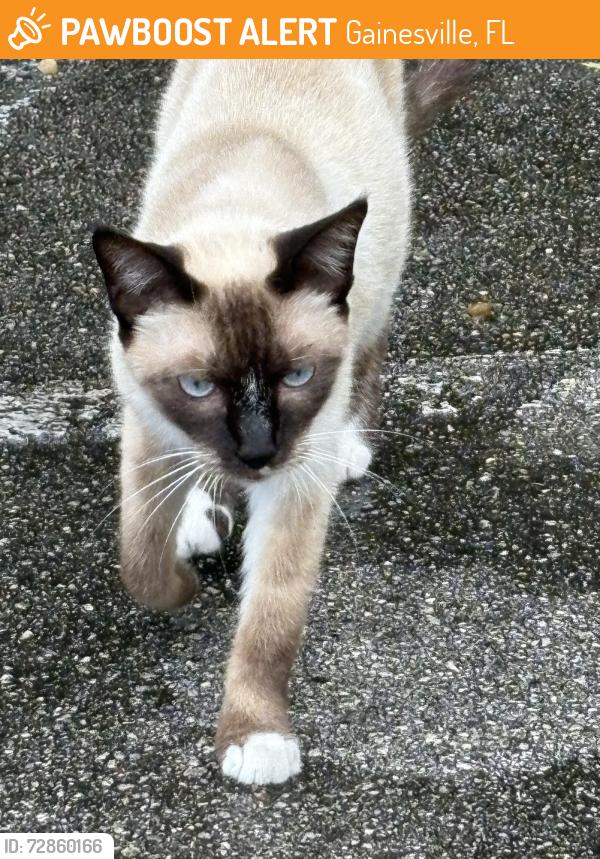 Found/Stray Unknown Cat last seen Thomas center , Gainesville, FL 32601