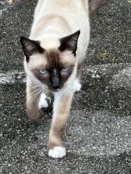 Found/Stray Unknown Cat last seen Thomas center , Gainesville, FL 32601