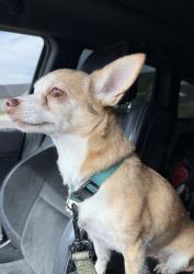 Found/Stray Female Dog last seen 47th ST between Meridian & West St, Wichita, KS 67217