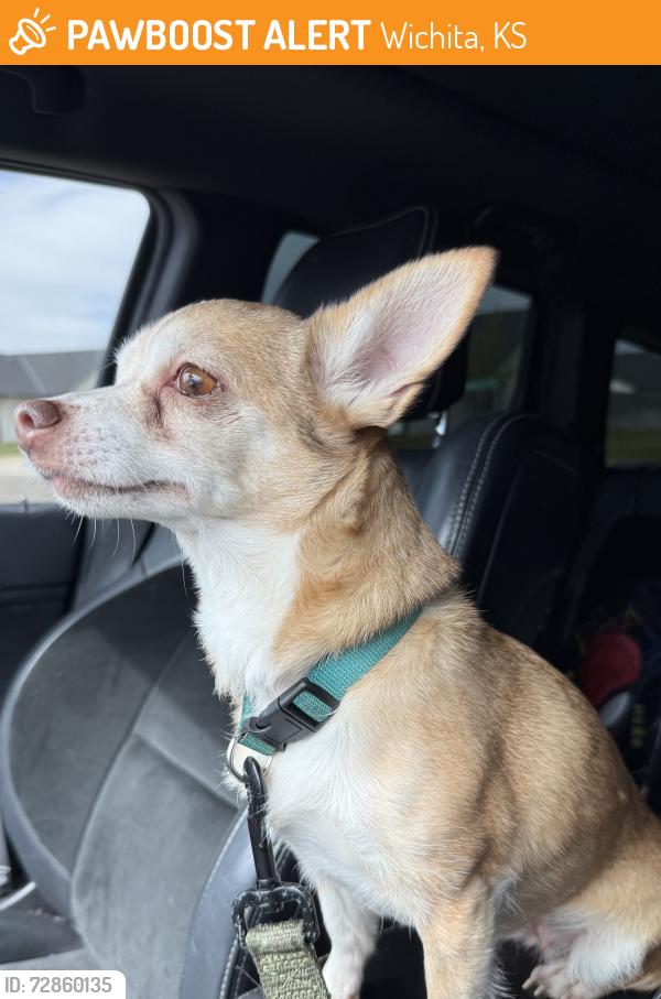 Found/Stray Female Dog last seen 47th ST between Meridian & West St, Wichita, KS 67217
