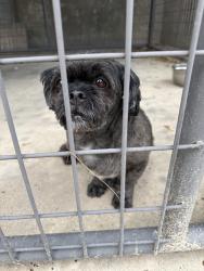Found/Stray Male Dog last seen Boedecker at Park Lane, Dallas, TX 75231