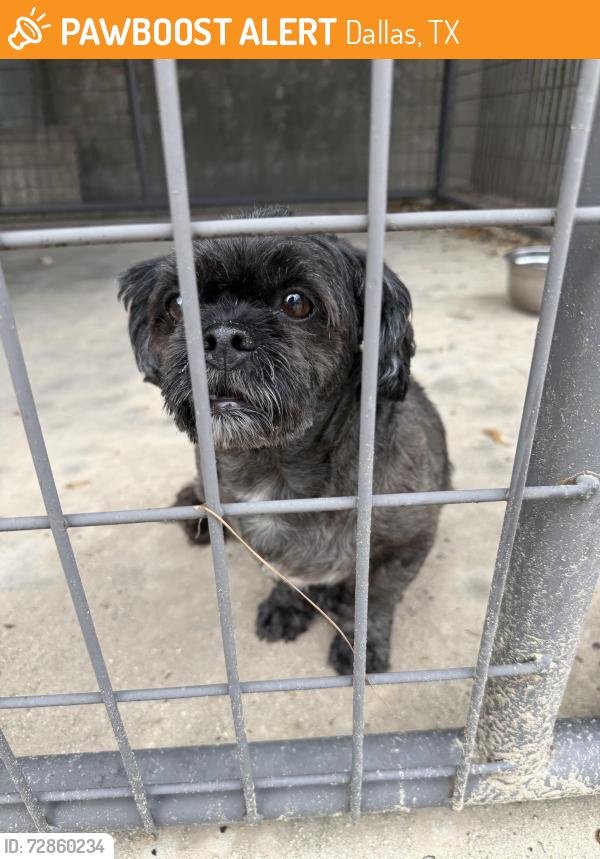 Found/Stray Male Dog last seen Boedecker at Park Lane, Dallas, TX 75231