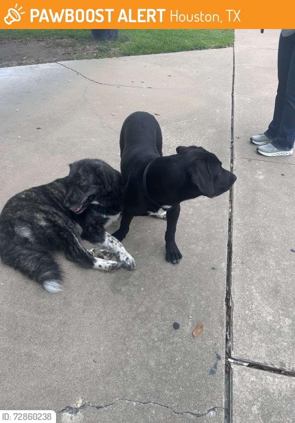 Found/Stray Unknown Dog last seen Chase Bank parking lot, Houston, TX 77084